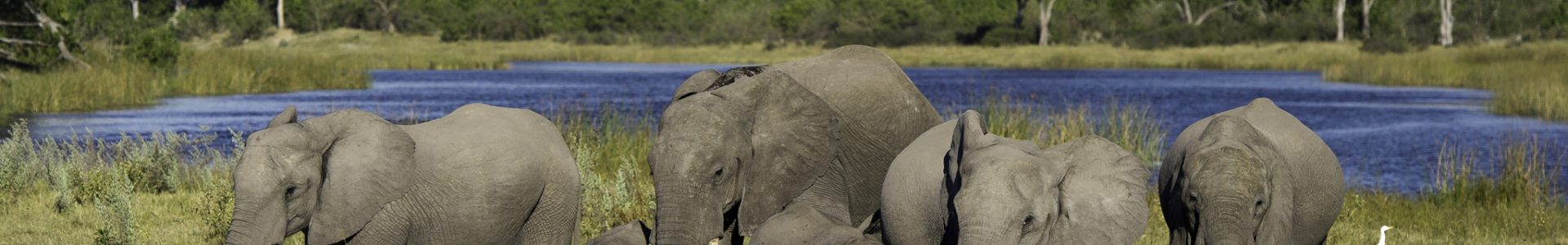 chobe Kwando Yebo Travel and tours